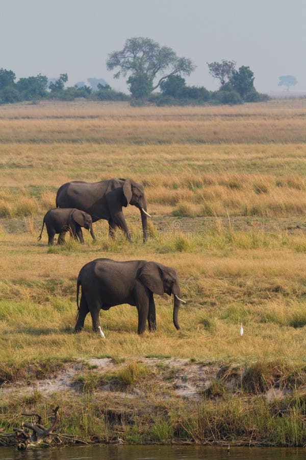 Chobe elephants