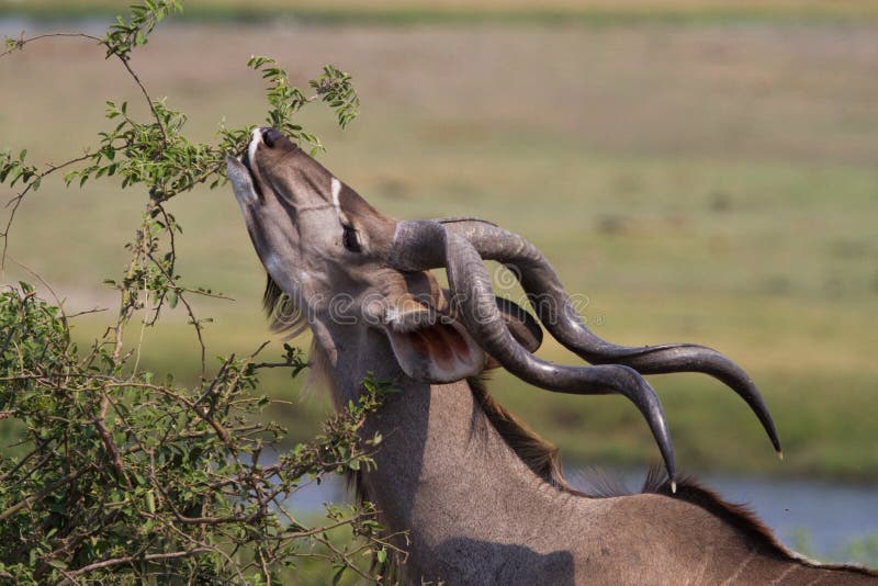 Chobe feeding kudu