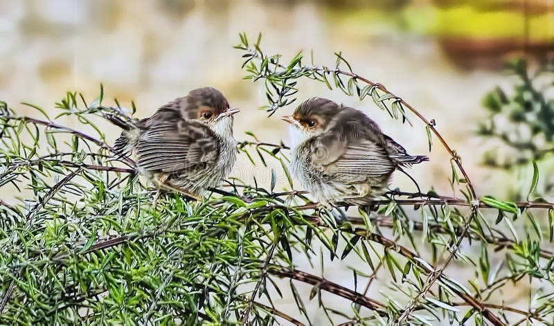 Two Superb Fairy Wrens have just left the nest. The superb fairywren is a passerine bird in the Australasian wren family, Maluridae, and is common and familiar across south-eastern Australia. The species is sedentary and territorial, also exhibiting a high degree of sexual dimorphism; the male in breeding plumage has a striking bright blue forehead, ear coverts, mantle, and tail, with a black mask and black or dark blue throat. Two Superb Fairy Wrens have just left the nest. The superb fairywren is a passerine bird in the Australasian wren family, Maluridae, and is common and familiar across south-eastern Australia. The species is sedentary and territorial, also exhibiting a high degree of sexual dimorphism; the male in breeding plumage has a striking bright blue forehead, ear coverts, mantle, and tail, with a black mask and black or dark blue throat.