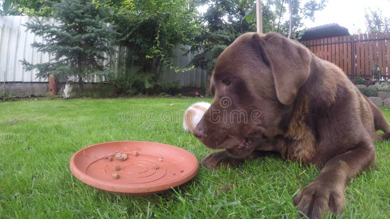 Chocolat brun labrador retriever mange de la nourriture humide des chatons dans le jardin.