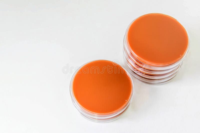 Chocolate Agar(CA) are Selective Media for Bacteria Growth. Stock Image
