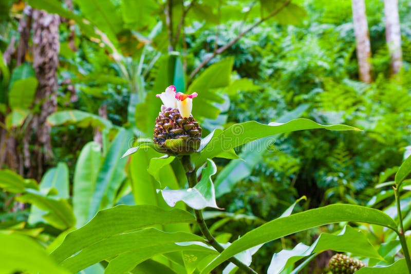Chocolate ball ginger plant royalty free stock photography