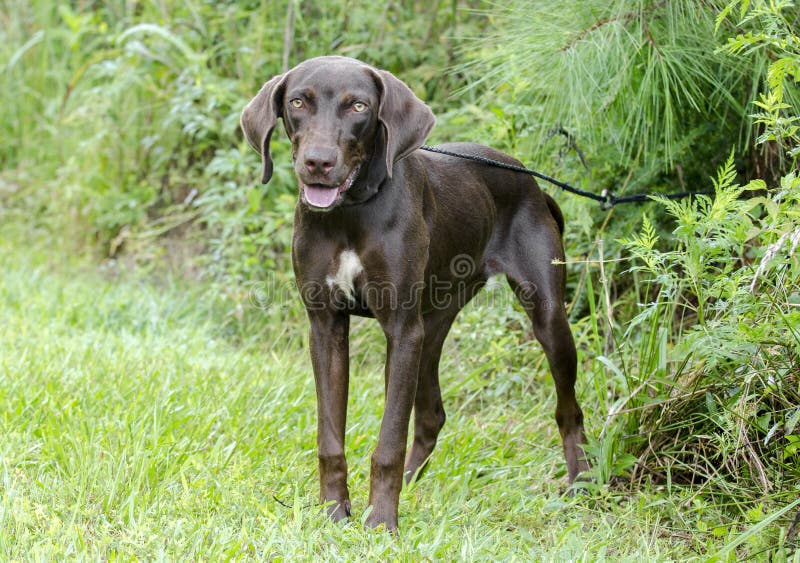 Chocolate Brown Weimaraner Pointer mixed breed dog stock photo Chocolate Brown Weimaraner Pointer mixed breed dog stock photo
