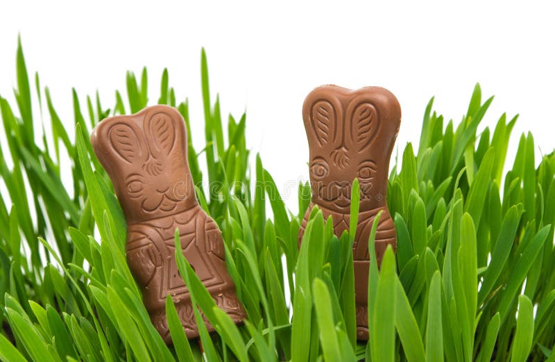 Chocolate Bunny in Green Grass Stock Image Image of empty, festive