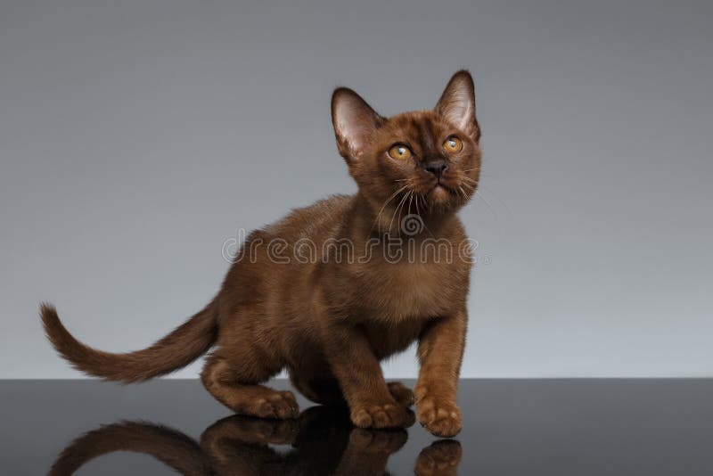 Chocolate Burma kitten crouching on Gray royalty free stock photos Chocolate Burma kitten crouching on Gray royalty free stock photos