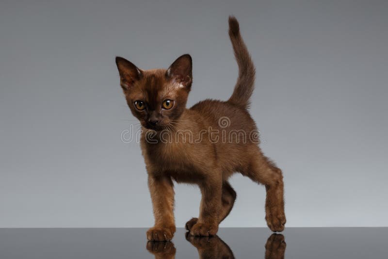 Chocolate Burma kitten Looking in Camera on Gray stock photo Chocolate Burma kitten Looking in Camera on Gray stock photo