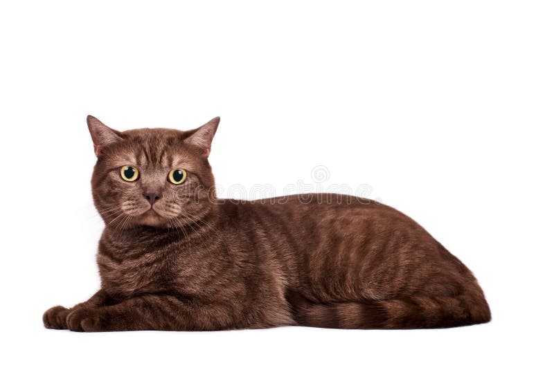 Chocolate cat stock photo. Image of british, kitty, fluffy 13882958