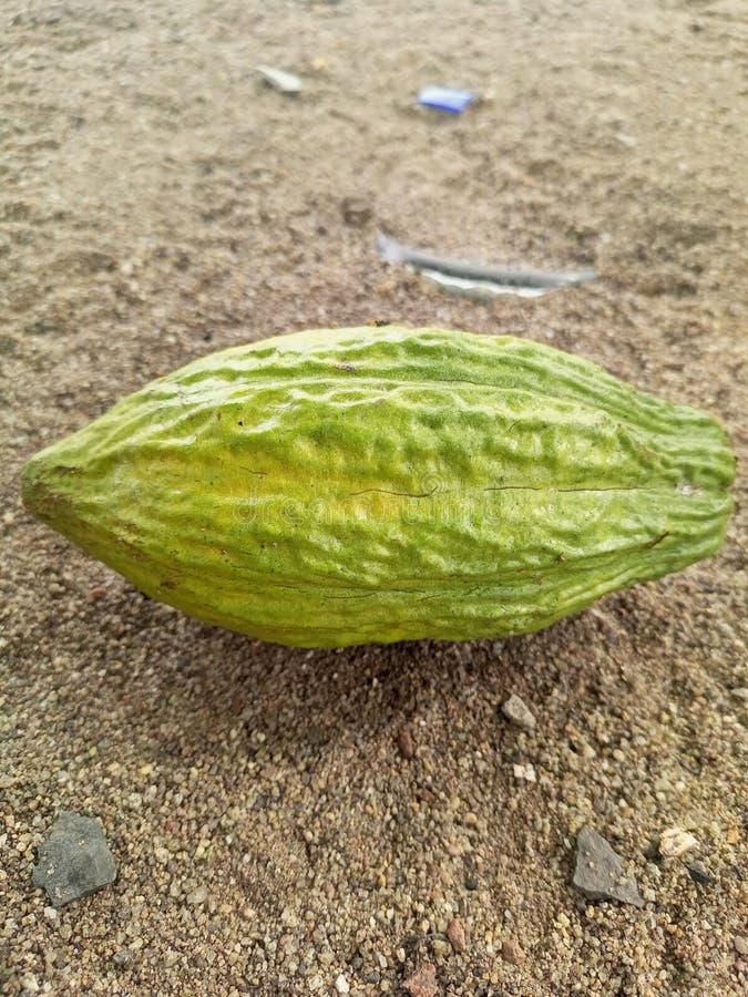 This is a Chocolate Coffee Berry Stock Photo Image of adalah