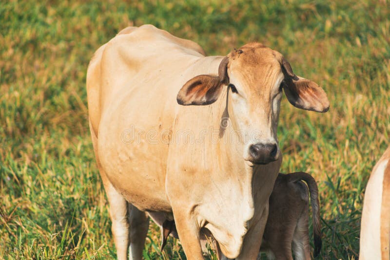 Chocolatecolored Cows in the Field, Resting and Eating Grass Stock