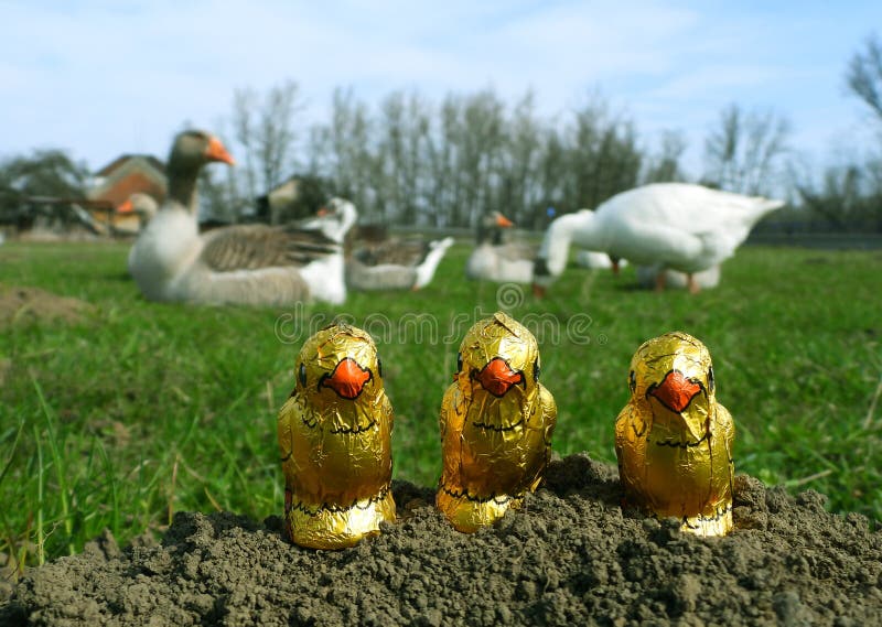 Chocolate Easter Chickens on Spring Meadow 6 Stock Image Image of closeup, bird 215591391
