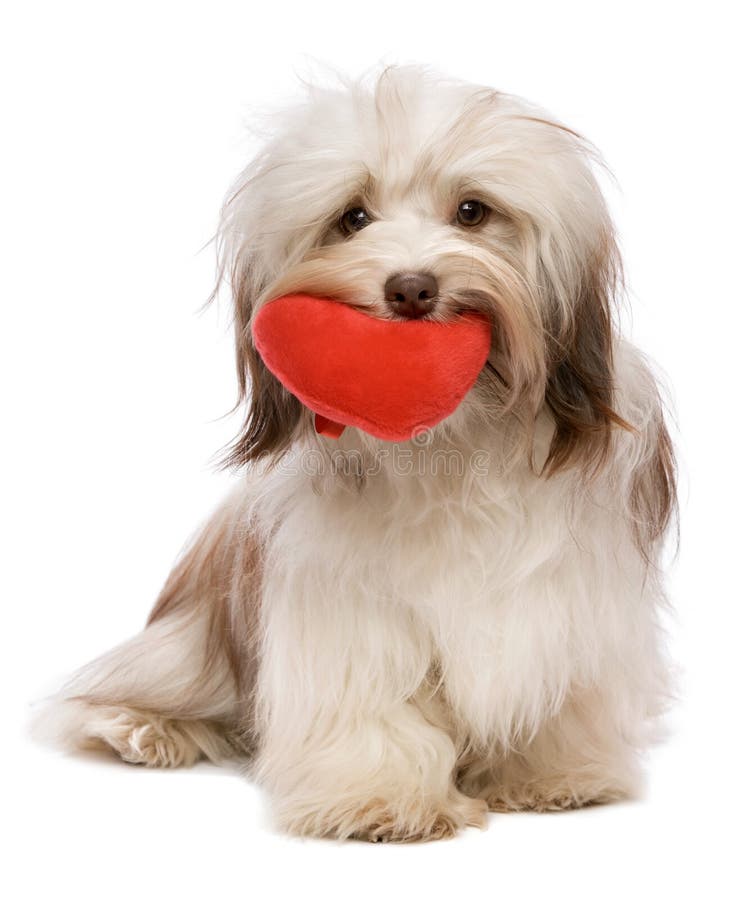 Chocolate Havanese de la tarjeta del día de San Valentín del amante imagenes de archivo Chocolate Havanese de la tarjeta del día de San Valentín del amante imagenes de archivo
