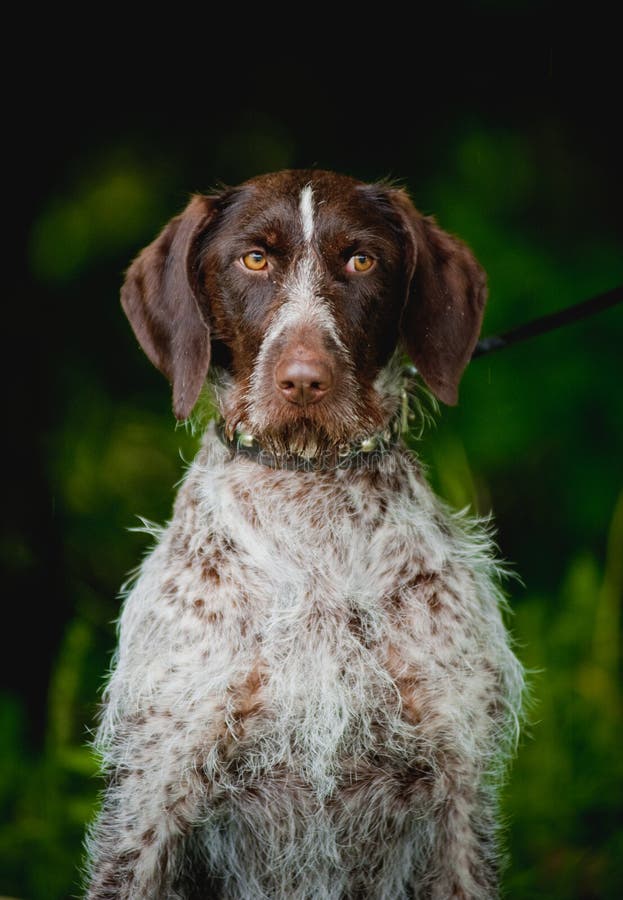 Chocolate hunting dog stock photos Chocolate hunting dog stock photos