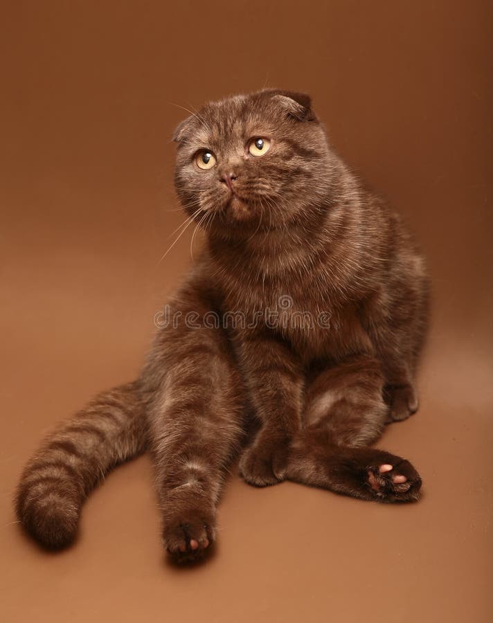 Chocolate cat stock photo. Image of cats, coffee, kitten 7232856