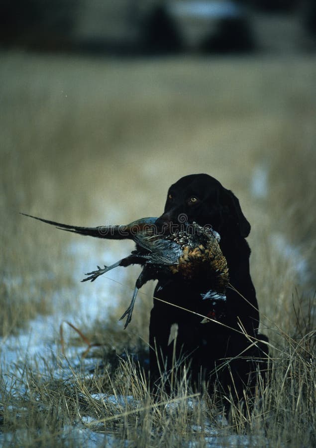 Chocolate Lab with Pheasant Stock Photo Image of retrieve, labrador