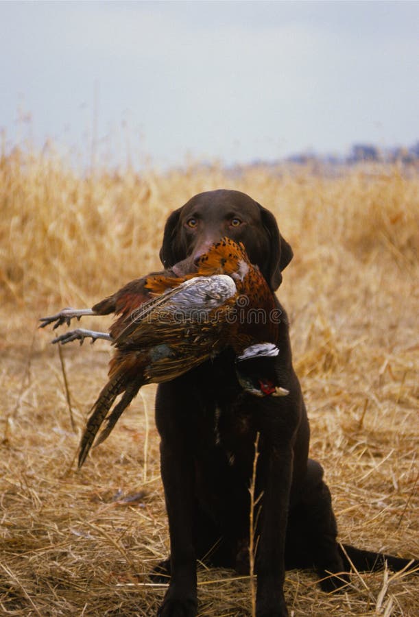 Chocolate Lab With Pheasant Stock Image Image 9771317