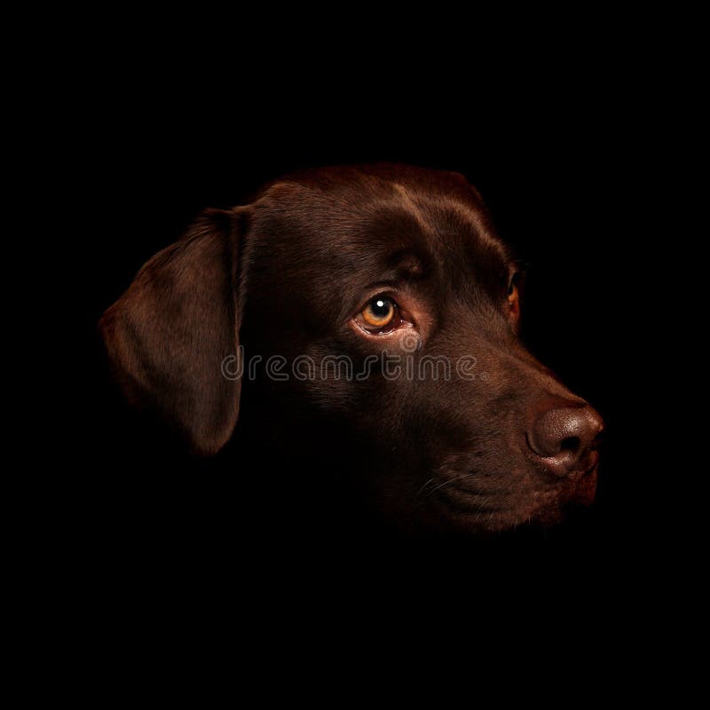 This is a portrait of a Chocolate Labrador names Scooby against a black background