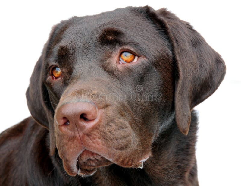 Chocolate labrador