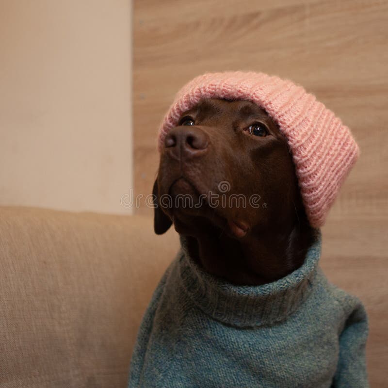 labrador hat