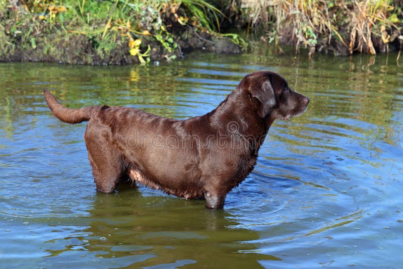 A Chocolate Labrador. Female Dog Stock Image Image of canine, nature
