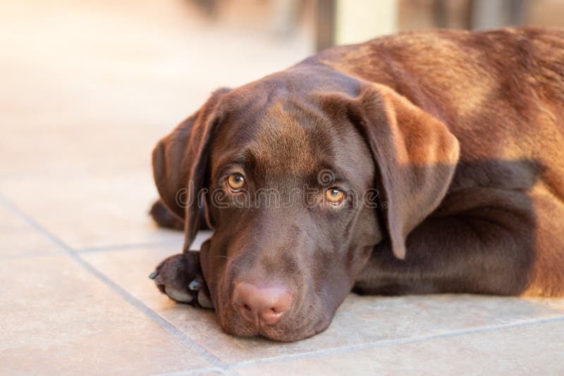 Chocolate Labrador Retriever Dog Stock Image Image of young, cute