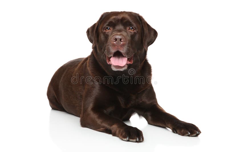 Chocolate Labrador Retriever Dog Stock Photo Image of large, young
