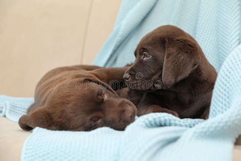 chocolate lab blanket