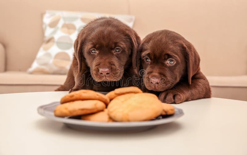 Chocolate Labrador Retriever puppies near cookies indoors