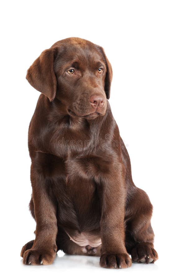 chocolate lab purebred