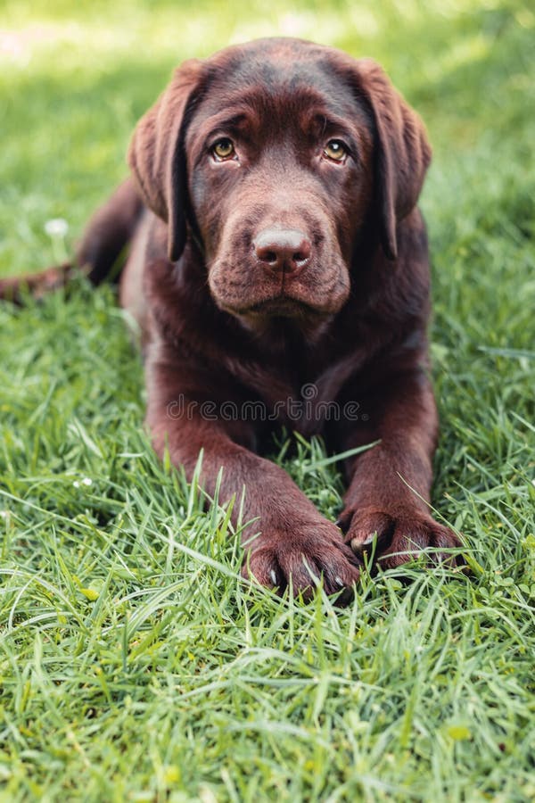 Chocolate Labrador Retriever Puppy Resting Lying on Green Grass Stock Photo Image of family
