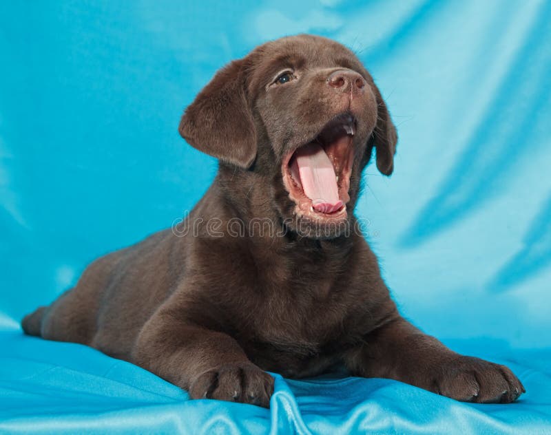 Chocolate labrador retriever puppy stock images Chocolate labrador retriever puppy stock images