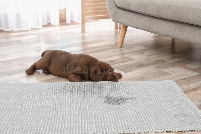 Chocolate Labrador Retriever puppy and wet spot on carpet