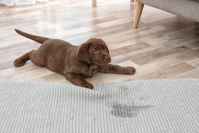 Chocolate Labrador Retriever puppy and wet spot