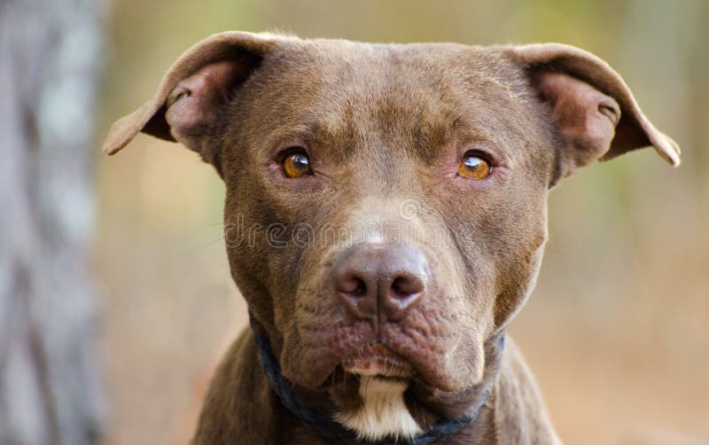 Perrito Mezclado Pit Bull Terrier De La Raza Del Chocolate Foto de