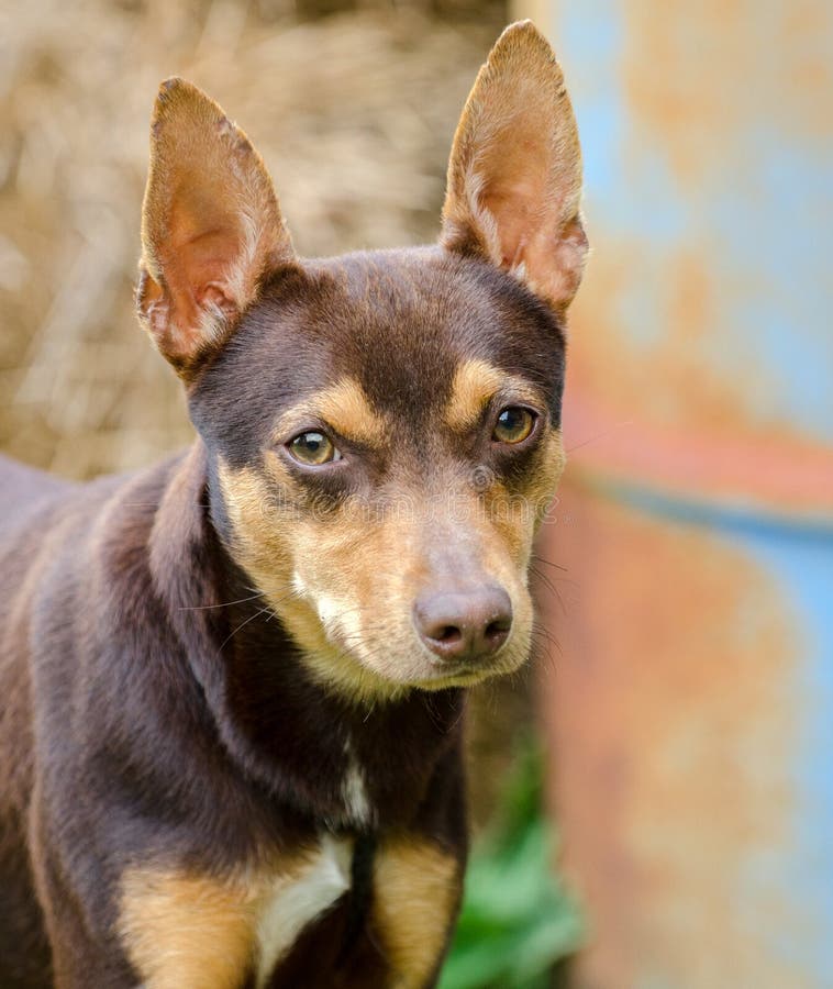 Chocolate Rat Terrier Mixed Breed Dog Adoption Photo Stock