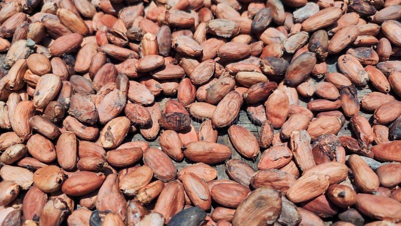 Chocolate Raw Material Stock Photo Image Of Meat Crop 256446138 what-is-the-raw-meat-diet-and-why-are-men-obsessed-with-it-bon-app-tit