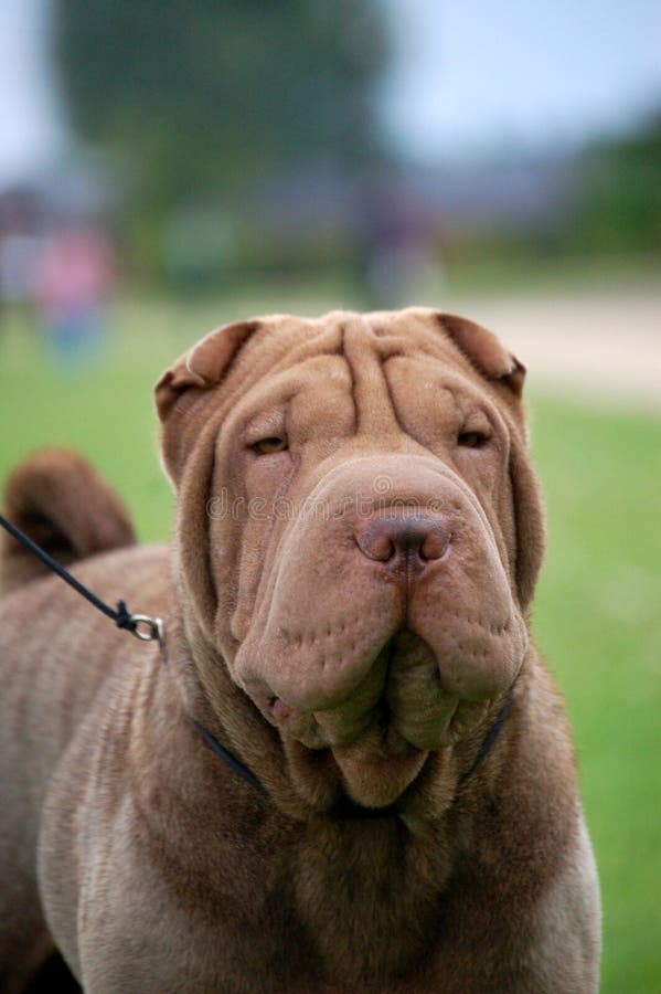 Chocolate sharpei portrait stock photo. Image of female 16906168