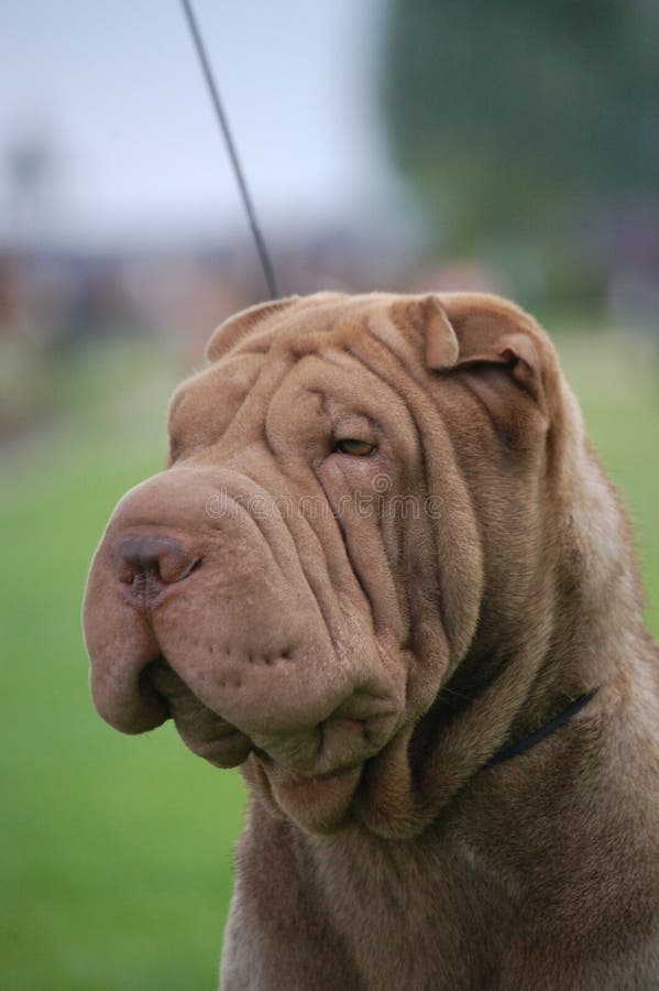 Chocolate Sharpei Portrait 2 Stock Photo