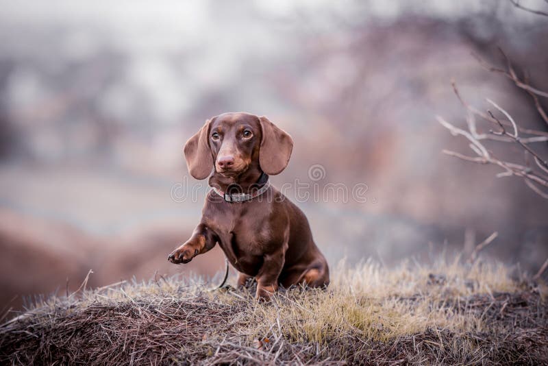 814 Chocolate Dachshund Stock Photos - Free & Royalty-Free Stock Photos from Dreamstime 814 Chocolate Dachshund Stock Photos - Free & Royalty-Free Stock Photos From Dreamstime