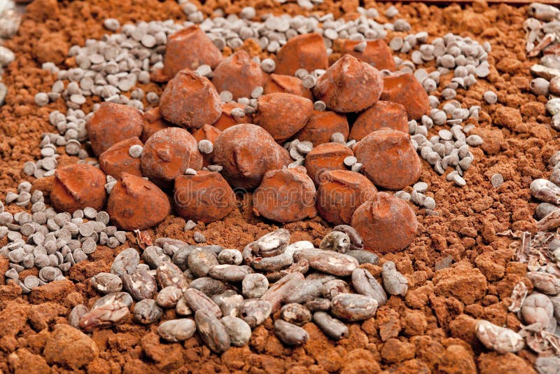 Chocolate truffles and cocoa beans in cocoa royalty free stock image