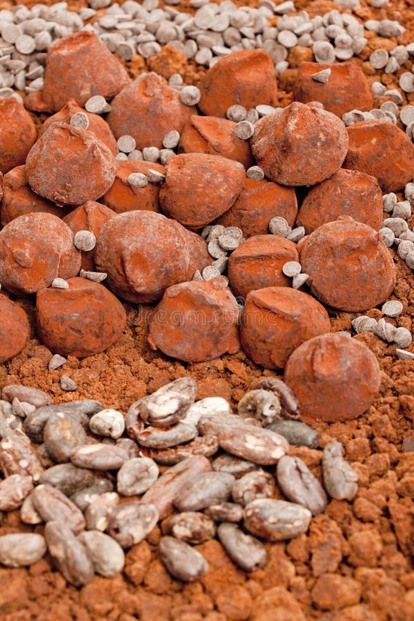Chocolate truffles and cocoa beans in cocoa stock images