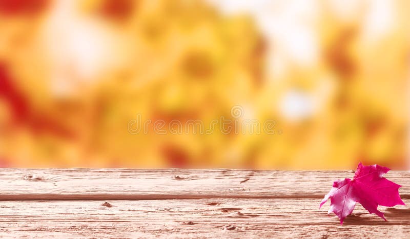 Choisissez la feuille rouge d'automne sur une table en bois rustique photos stock Choisissez la feuille rouge d'automne sur une table en bois rustique photos stock