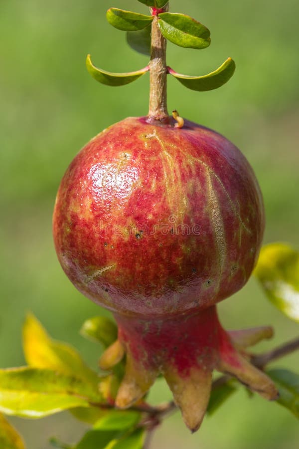 Choisissez punica granatum mûr de fruit de grenade pendant du tre images stock Choisissez punica granatum mûr de fruit de grenade pendant du tre images stock
