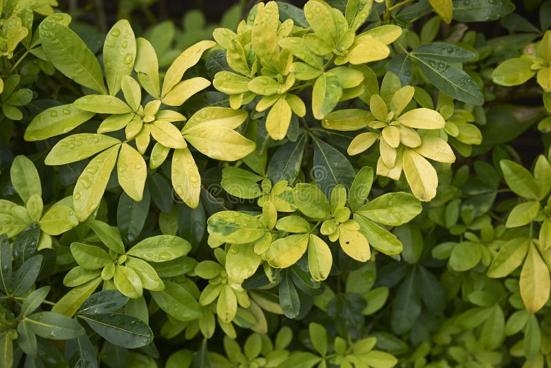 Choisyaternata Immergrüner Strauch Stockbild Bild von blüte