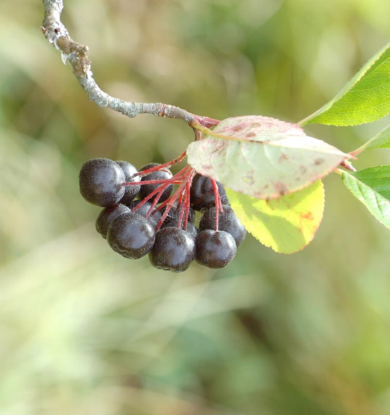 Choke berry