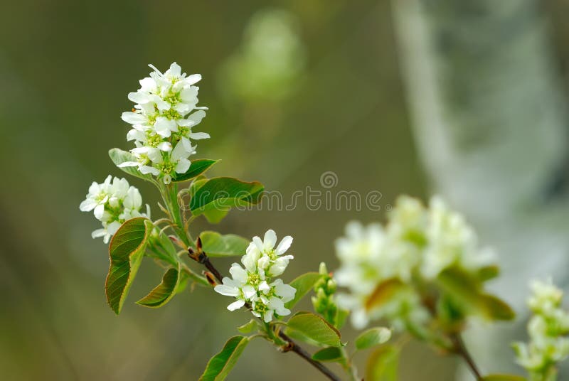 Choke Cherry Blossom stock photo. Image of blossom, astringent 4963514