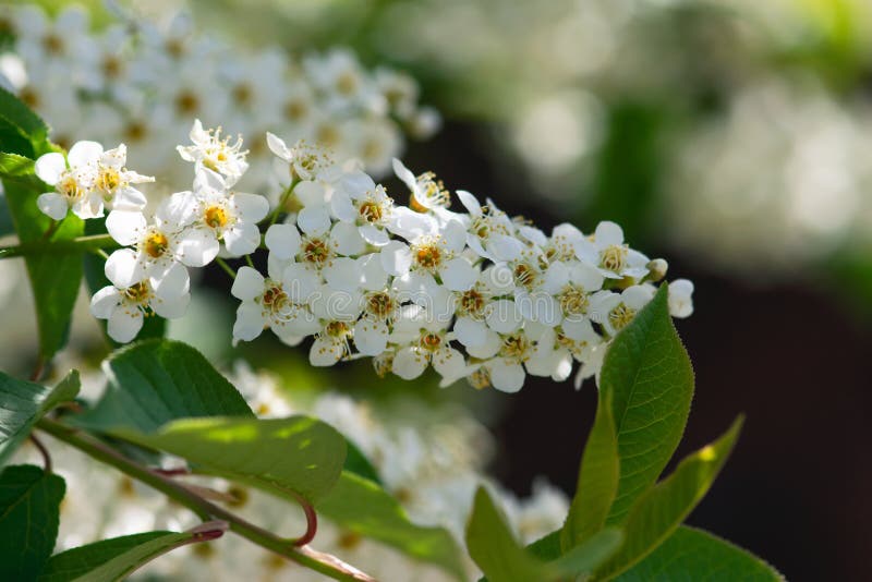 Choke Cherry Blossom stock photo. Image of blossom, astringent 4963514