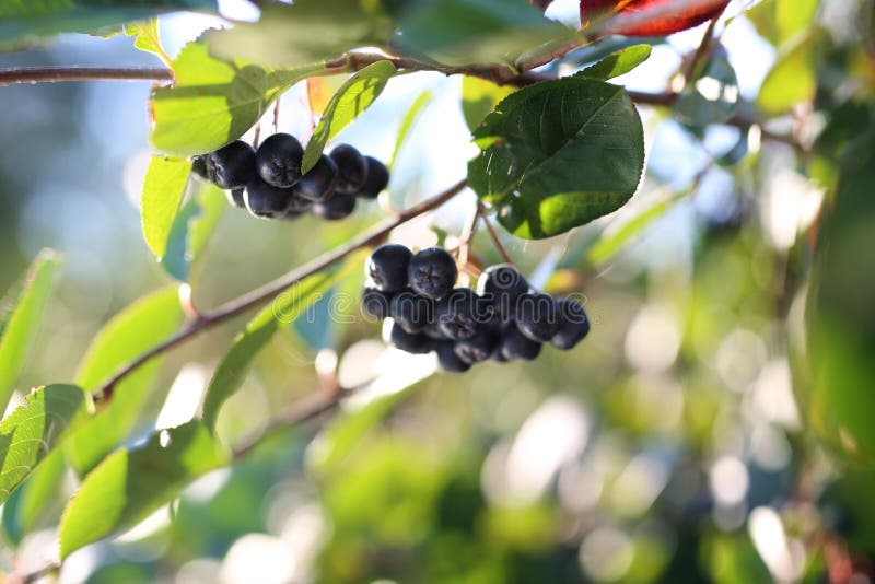 Ripe fruit on the branches of a bush chokeberry. Ripe fruit on the branches of a bush chokeberry.