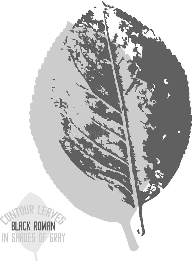 Black Rowanberries Stock Illustrations – 13 Black Rowanberries Stock ...