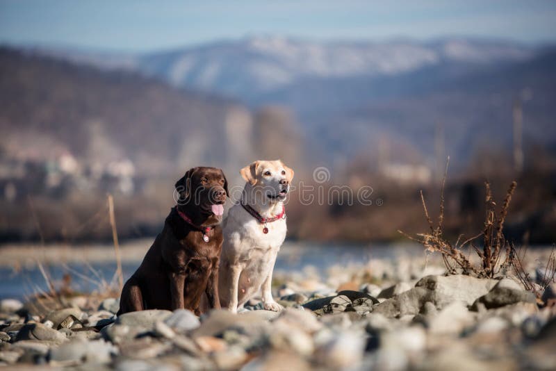 Choklad och att lisma hunden labrador av floden och himlen royaltyfri fotografi Choklad och att lisma hunden labrador av floden och himlen royaltyfri fotografi