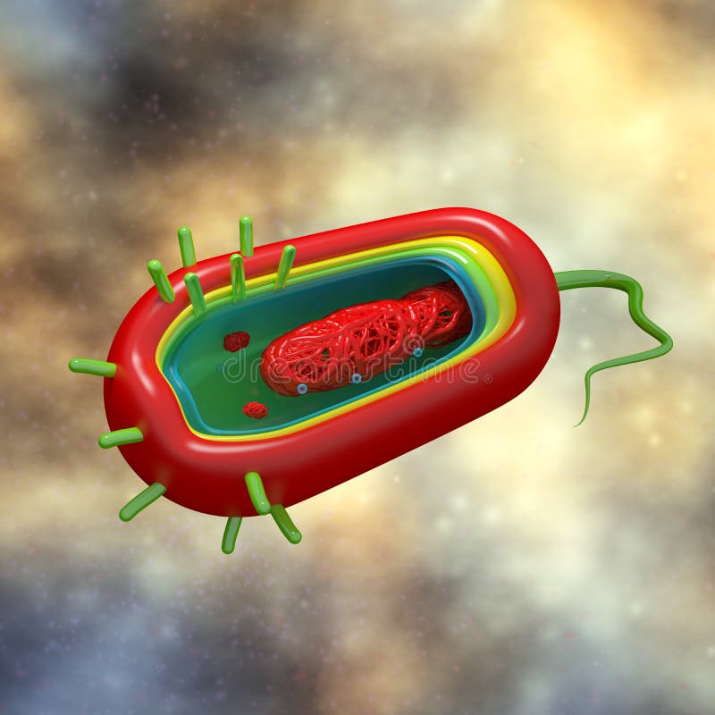 Cholera Cell Anatomy - in fluid - bacteria. Cholera Cell Anatomy - in fluid - bacteria